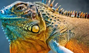Iguana: Amerykańskie korzenie, polski rozwój. Czy warto kupić?