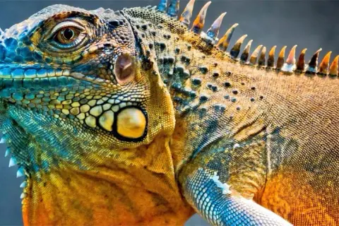 Iguana: Amerykańskie korzenie, polski rozwój. Czy warto kupić?