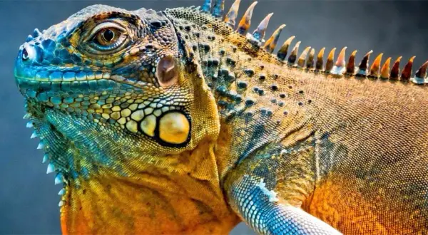 Iguana: Amerykańskie korzenie, polski rozwój. Czy warto kupić?